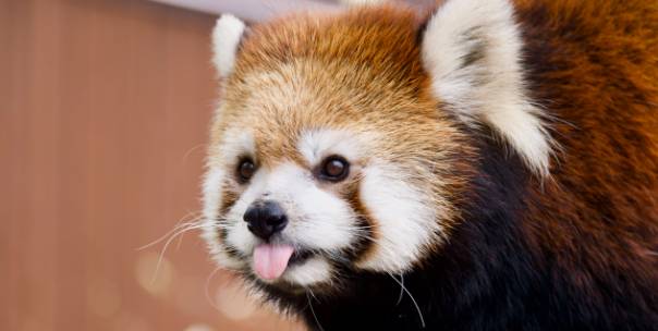 National animals of Asia ( Pt.3 )