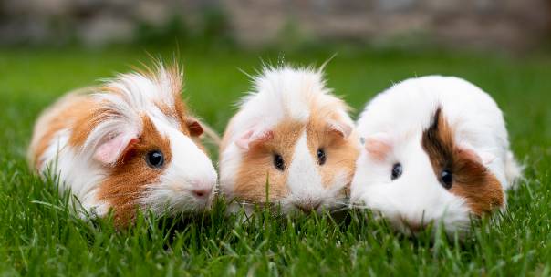 Animals and Their Babies ( Pt.1 )