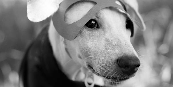 Heroic Animals ( Pt.2 )