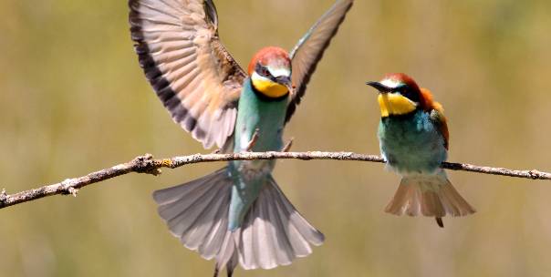 Birds: Body Parts 