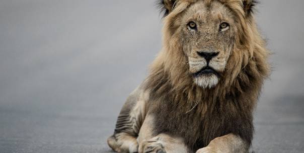 National animals of Europe ( Pt.1 )