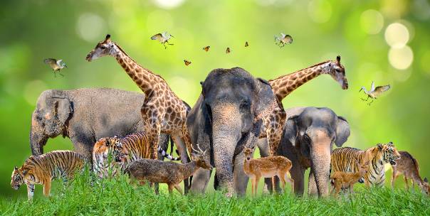 Collective creatures ( Pt.1 )