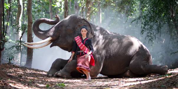 Wildlife of Asia