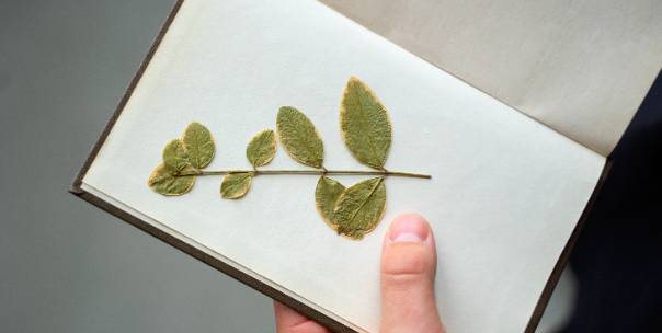 Types of Plants: Special types 
