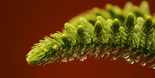 Types of Plants: Basic Classification 