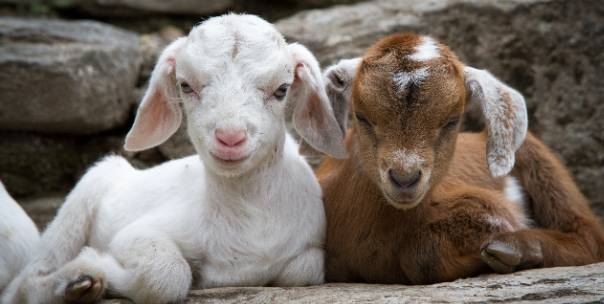 All About Goats 🐐