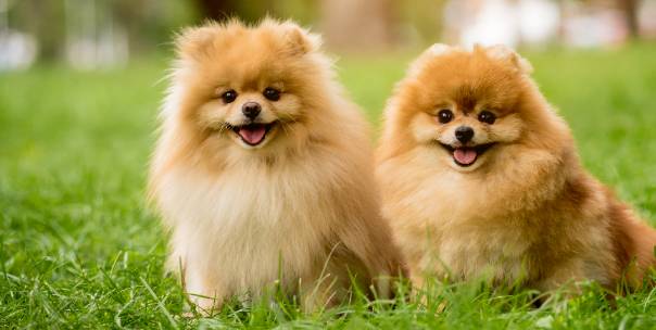 Dogs ( Pt.2 - For kids )