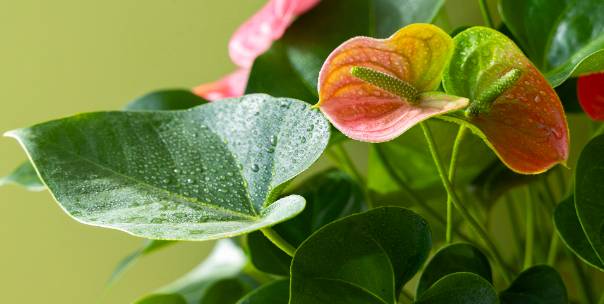 Interesting Plant Facts 