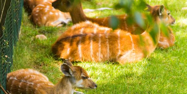 Animals and their Habitat 