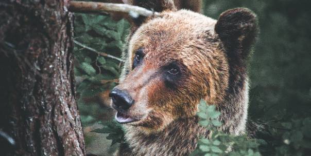 Guess the Wild animals