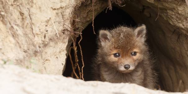 Name the Habitat/Shelter