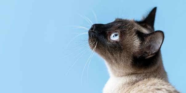 Meow-Meow (cat)
