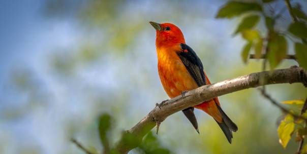 Asian country national bird