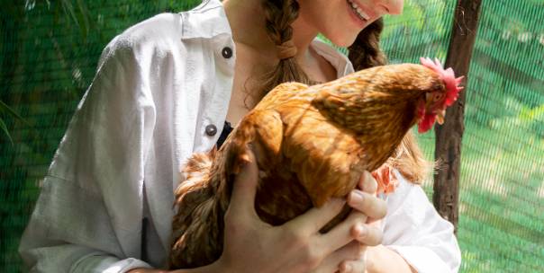 Guess the domestic animal 