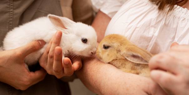 Babies of animal