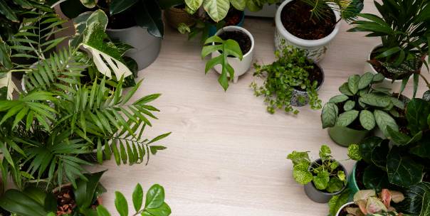 Plants and trees 