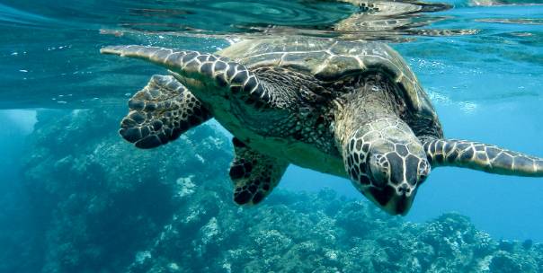 Water Animals 
