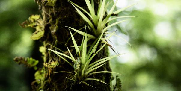 Section 5: Plants and Their Adaptations