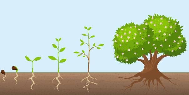 Plant parts