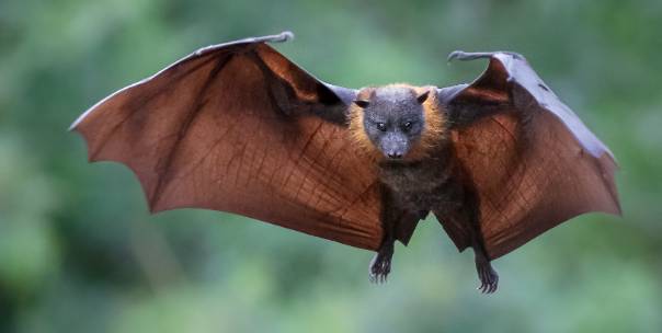 Animal Facts (Pt.2)