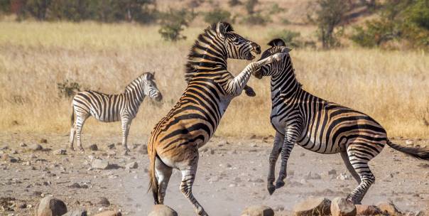 Guess the animal: Africa