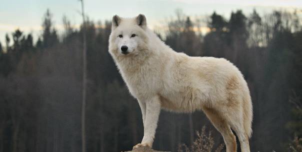 Guess the Animal
