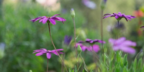 Flowers names