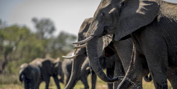 Facts about animals