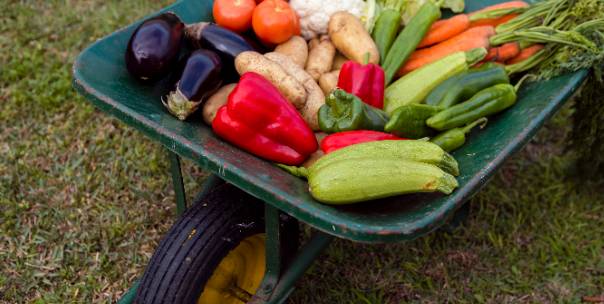 Agriculture Products 