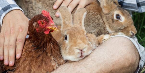 Domestic Animal Discovery