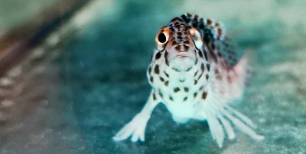 Water Animals