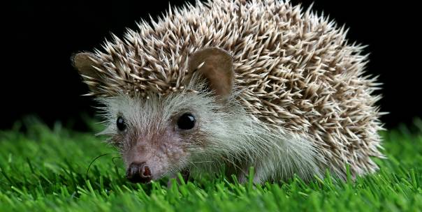 Simple Animal Quiz! 