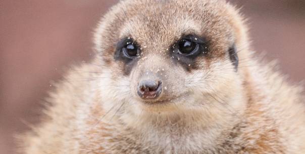 Animal Facts (Pt.3)