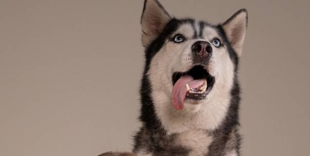 Animal Personality