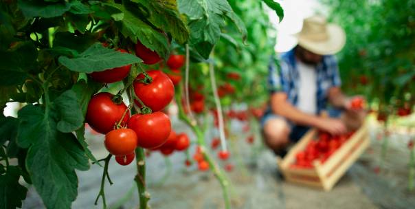 Agriculture Products: Season 1