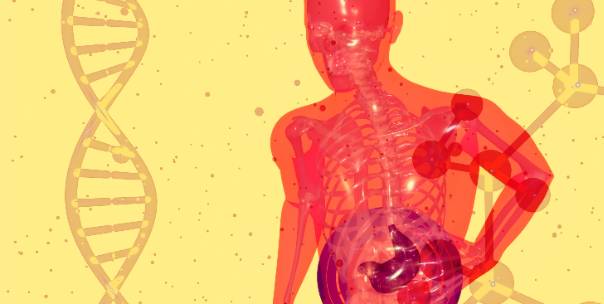 Human body functions 