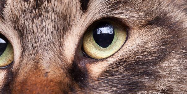 Animals: Number of eyes?