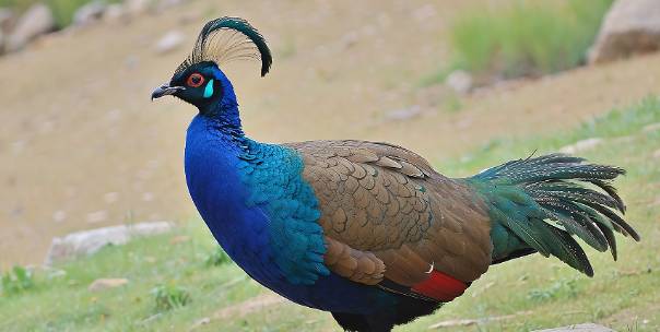 Know Your Monal