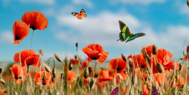 Food nature and animals