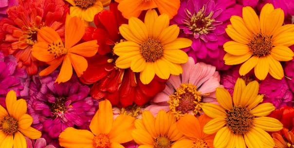 Guess the flower