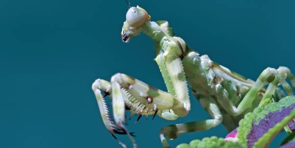 Vertebrates and invertebrates