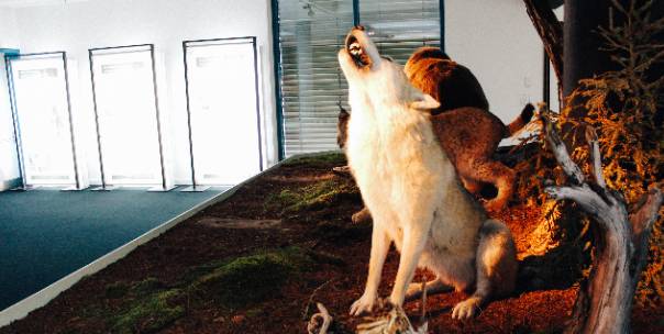 Wild vs domestic animals
