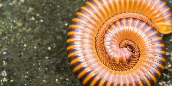 Vertebrates and invertebrates