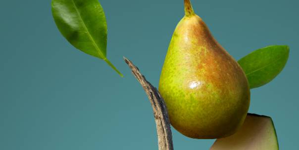 All about fruit (Pt .4)