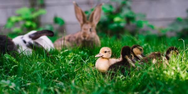 Wild or Domestic animals 