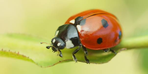 Guess The Insect