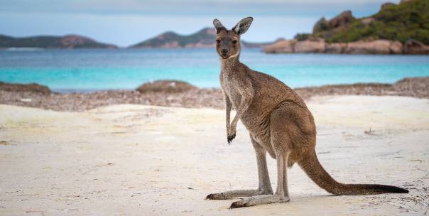 🇦🇺 Australia 