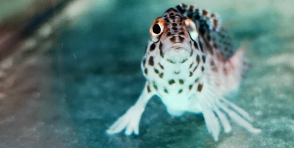 Guess the water animal