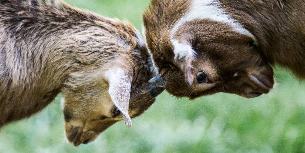 Wild animals