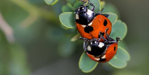 All about insect 